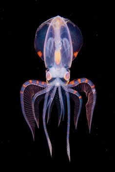 an image of a jellyfish in the dark