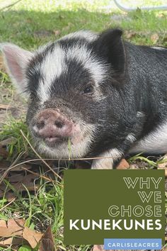 a black and white pig laying on top of green grass next to a fence with the words why we chose kunnequins