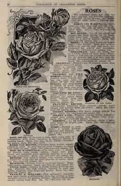 an old book with roses on it and some words in the pages that say roses