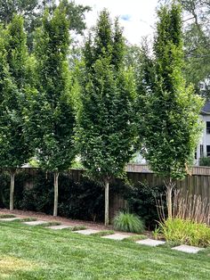 a row of trees in front of a fence