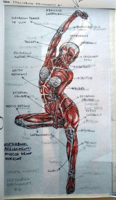 a diagram of the human body with muscles labeled in red and white, on top of a piece of paper