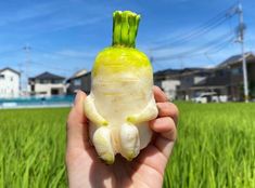 a person holding up a small piece of food in their hand, with grass behind them