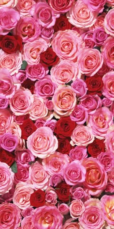 many pink and red roses are arranged in the shape of a wallpaper or background