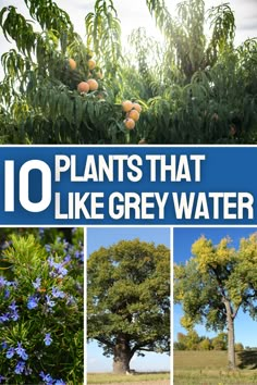 there are pictures of trees and plants that look like they have water on them,