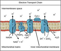 an image of the structure of a membrane