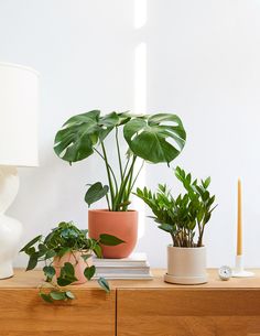 three potted plants sit on top of a dresser next to a lamp and other items