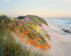 there are many colorful flowers on the sand by the beach and water in the distance