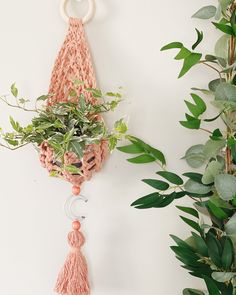 a plant hanging on the wall next to a potted plant and a keychain