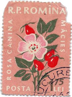 an old postage stamp with flowers and leaves on the front, which reads rppomina