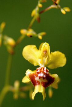 the yellow and red flower is blooming on the plant in front of green background