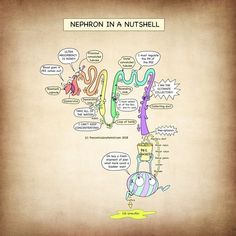 the nephron in a nutshell