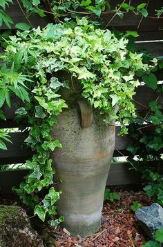 a large potted plant with green leaves on the ground in front of a wooden fence