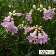 some very pretty pink flowers in the grass