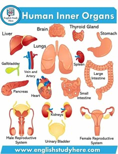 an image of human inner organs