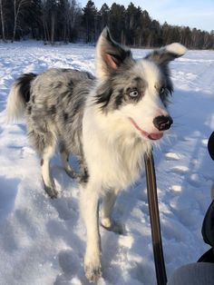 Grey Border Collie, Border Collie Pups, Border Collie Puppy, Australian Shepherd Dogs