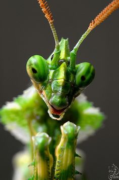 a close up of a green praying mantis on a plant with the words mantis in front of it