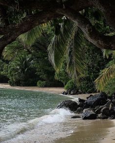 a sandy beach next to the ocean with palm trees and rocks in the foreground