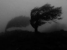 two trees blowing in the wind on a foggy day