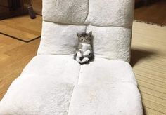 a cat sitting on top of a white chair