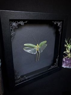 a green and white insect sitting in a black frame next to some airplants