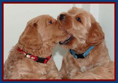 two brown dogs sitting next to each other on top of a white wall and one is kissing the other