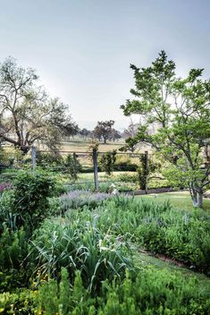 the garden is full of green plants and trees