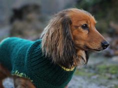 a brown dog wearing a green sweater standing on top of a dirt field next to trees