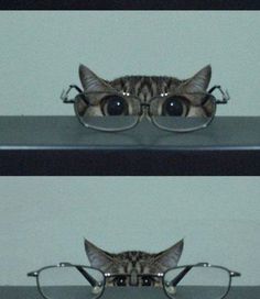 two pictures of cats with glasses on top of each other and one cat's head peeking out from behind the glasses