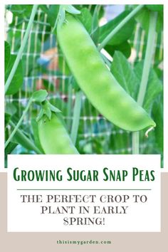 Snow peas growing on a trellis in a home garden. From thisismygarden.com. How To Grow Snap Peas, Sugar Snap Pea Trellis, Growing Snap Peas, Sugar Snap Peas Growing, Snap Pea Trellis, Snap Peas Garden, Perennial Veggies, Potato Companion Plants, Garden Raised Beds