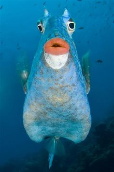 a blue fish with an orange nose is swimming in the ocean