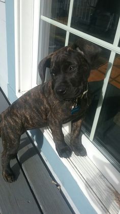 a brown dog standing on top of a window sill