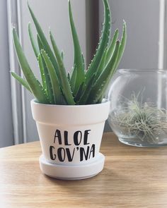 an aloe covva plant in a white pot with black lettering on it