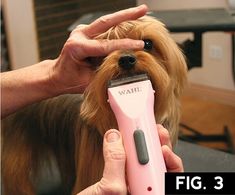 Yorkie: Short Trim | Groomer to Groomer - Pet Grooming News, Stories, and Videos Top Dog Breeds, Akc Breeds, Client List, Yorkshire Terrier Puppies, Terrier Puppies, Long Coats