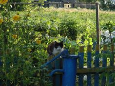 a black and white cat sitting on top of a blue gate in the middle of a field