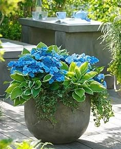 there is a large potted plant with blue flowers on the outside patio table and benches in the background