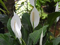 white flowers with green leaves in the foreground and trees in the backgroud