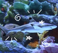 a shark swimming in an aquarium surrounded by corals and other marine life, with the numbers six on it's face