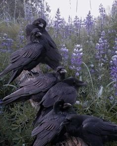 three black birds sitting on top of a tree stump in the middle of a field