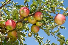 an apple tree filled with lots of ripe apples