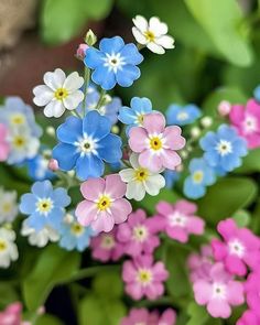 small blue, pink and white flowers with green leaves in the backgrounnd