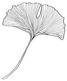 a ginko tree leaf is shown in this black and white drawing, it looks like the