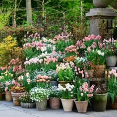 many potted plants are lined up in front of each other on the sidewalk outside