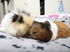 two guinea pigs cuddle together on a bed