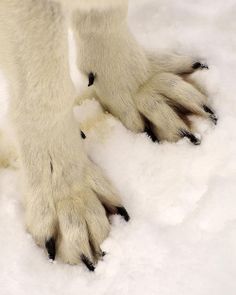 a polar bear's feet in the snow with its paw on top of it