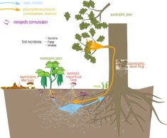 a diagram showing the different parts of a plant's life cycle, including roots and water