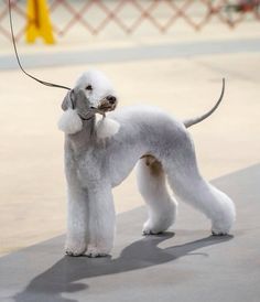 a white poodle standing on top of a cement floor