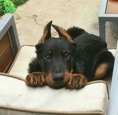 a black and brown dog laying on top of a chair