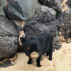 a small black pig standing on top of a sandy beach next to rocks and grass