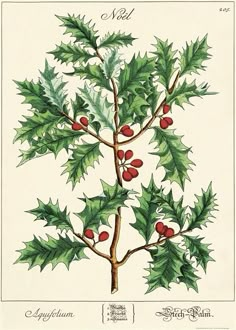 an illustration of a holly tree with berries on it