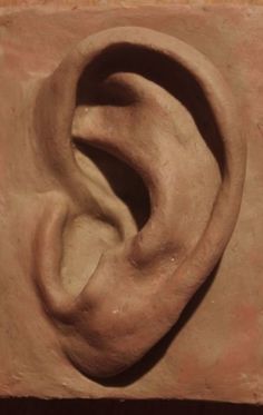 a close up of a clay ear on display